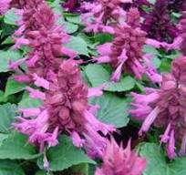 Сальвия в ассортименте