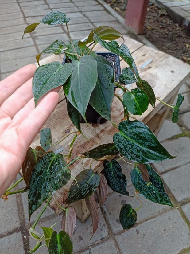 Филодендрон Сканденс Миканс