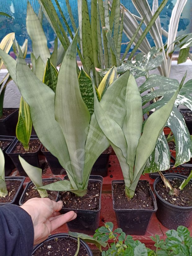 Сансевиерия Муншайн (Moonshine)