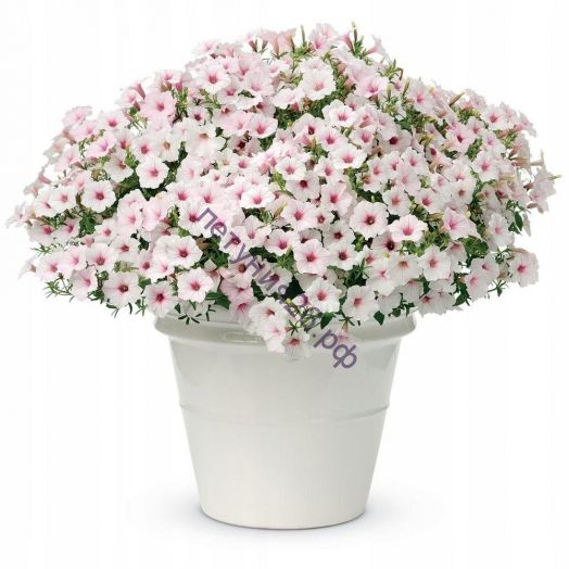 Петуния Vista Silverberry