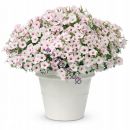 Петуния Vista Silverberry