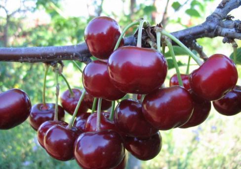 ДЮК Кормилица