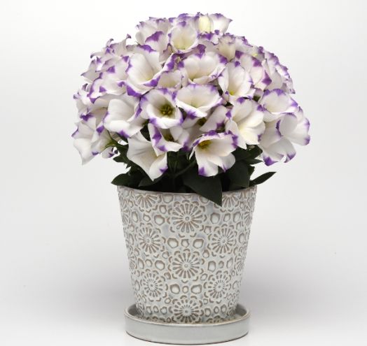 Эустома(Лизиантус) (Eustoma grandiflorum) Sapphire Blue Chip, 100 драже