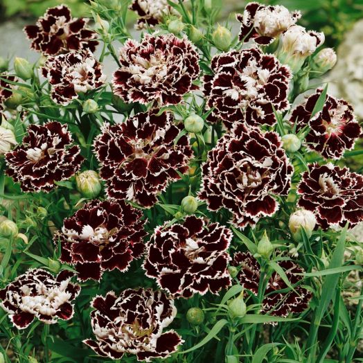 Гвоздика китайская (Dianthus chinensis var heddewigii) Black and White, 100 семян