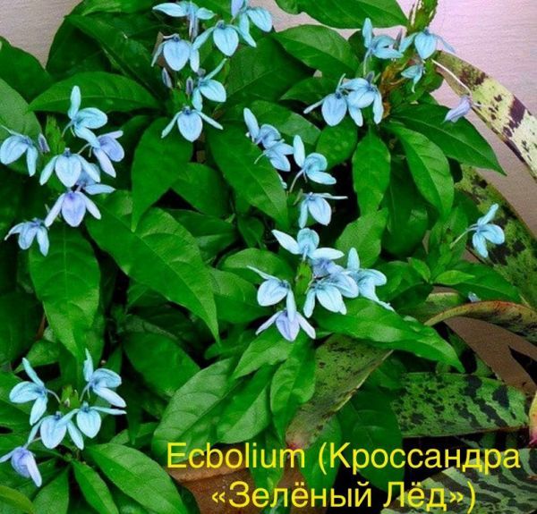 Ecbolium (Кроссандра «Зелёный Лёд»)