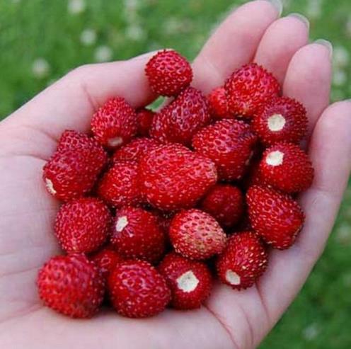 Земляника ремонтантная Рюген, 1г семян