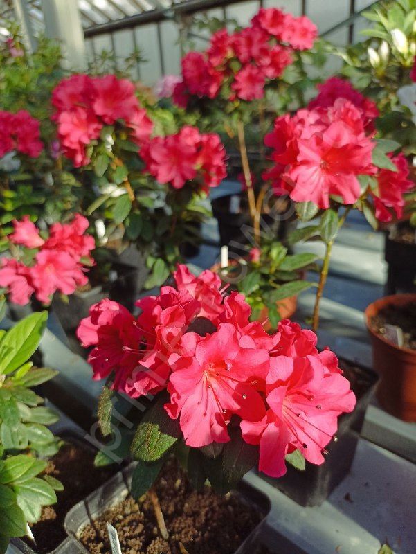 Азалия Хексе (Azalea Hexe)