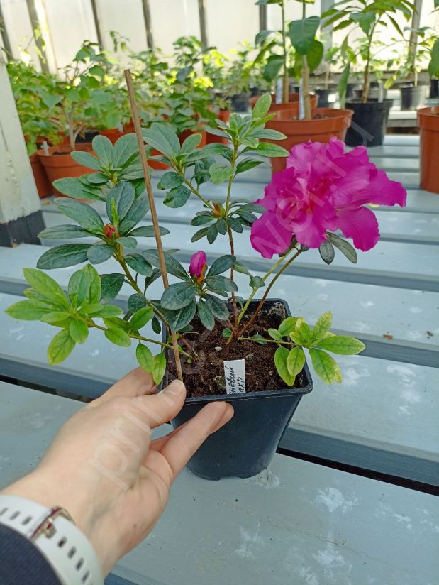 Азалия (Сиреневая махровая)