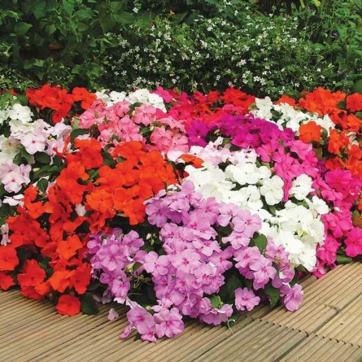 Бальзамин Уоллера (Impatiens walleriana) Xtreme Mix, 100 семян