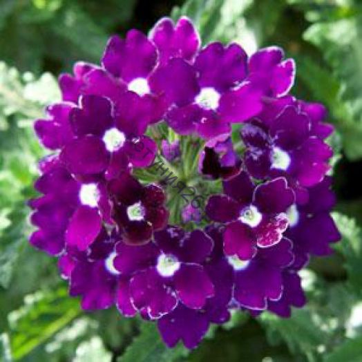 Вербена Blues Dark Violet