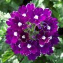 Вербена Blues Dark Violet