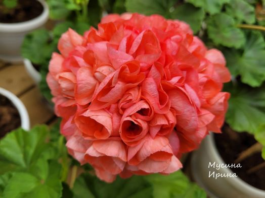 Sunstar salmon № 0163