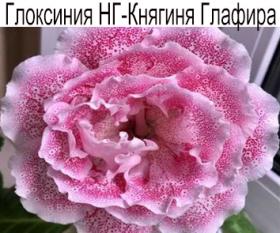 Глоксиния НГ-Княгиня Глафира