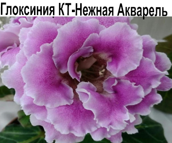 Глоксиния КТ-Нежная Акварель  НОВИНКА