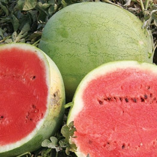 Арбуз Атаманский, 50шт семян