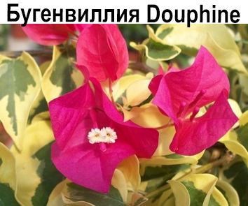 Бугенвиллия Douphine Variegata