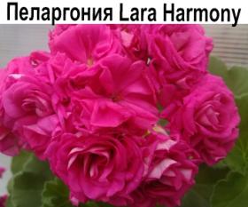 Пеларгония розебудная Lara Harmony  НОВИНКА