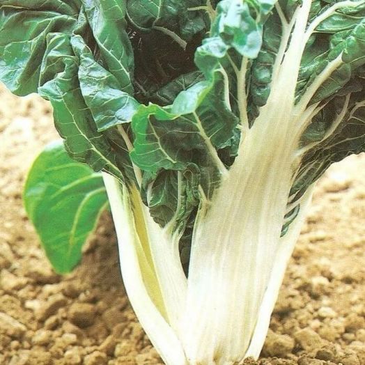 Мангольд Невеста, 5г семян