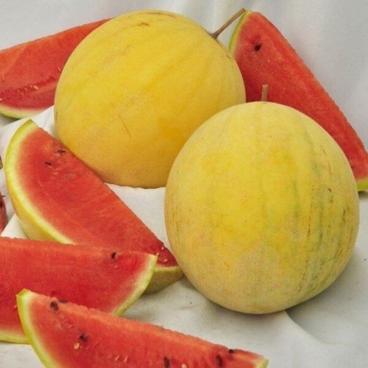 Арбуз Подарок солнца, 50шт семян