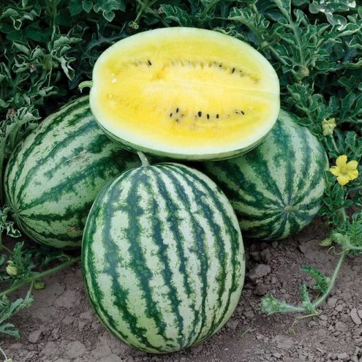 Арбуз СЮРПРИЗ, 50г семян