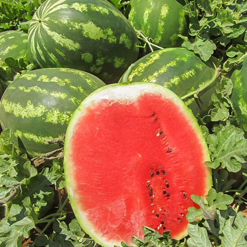 Арбуз Осман F1, 50шт семян