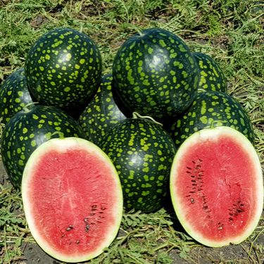 Арбуз Русская Берёзка, 50шт семян