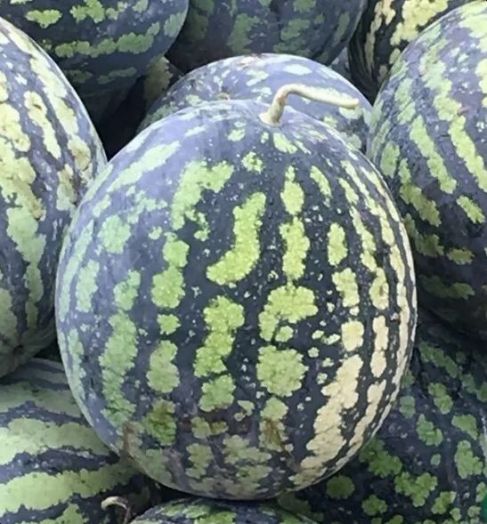 Арбуз ХОЛОДОК, 50г семян