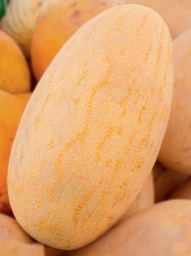 Дыня ПРИМА(РАДУЖНАЯ), 25г семян