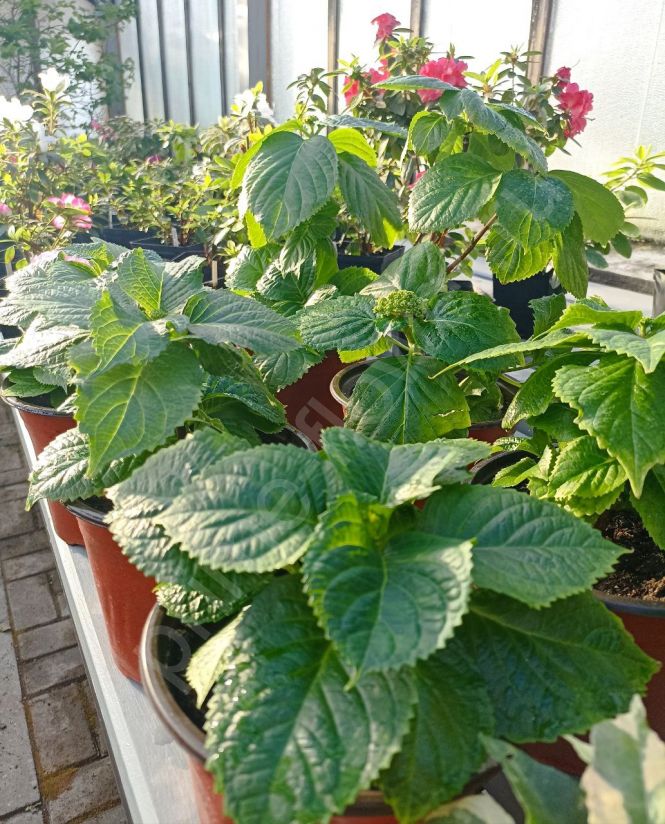 Гортензия комнатная на бутонах