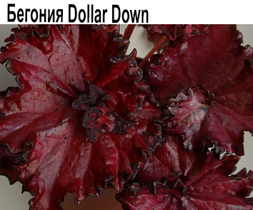 Dollar Down