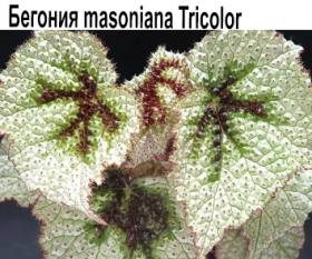 Бегония природная begonia masoniana tricolor