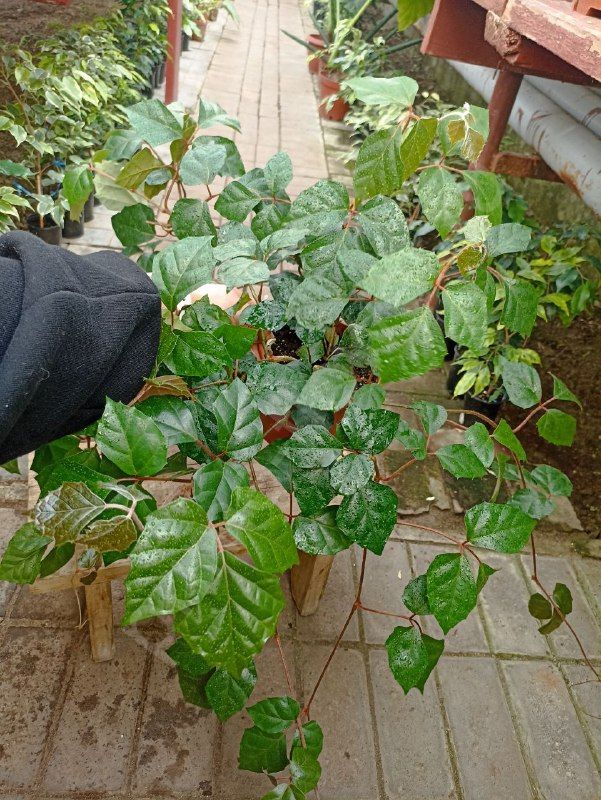 Циссус ромбический