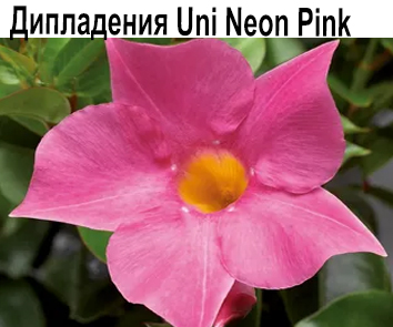 Дипладения (Divina) Uni Neon Pink