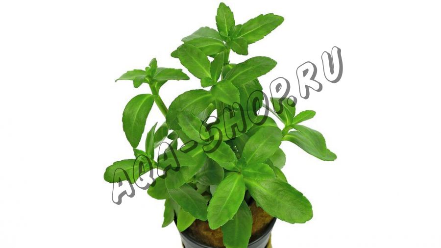 Бакопа мадагаскарская (Bacopa madagascariensis)
