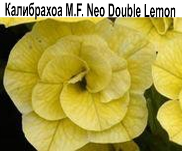 Калибрахоа Mini Famous Neo Double Lemon