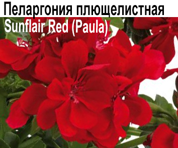 Пеларгония плющелистная Sunflair Red (Paula)