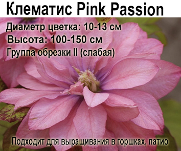 Клематис Pink Passion (3 года)