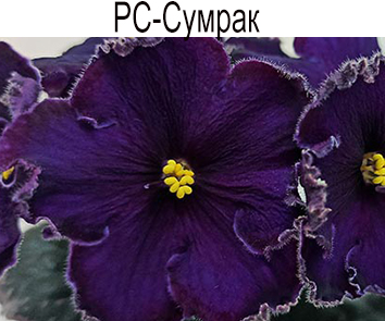 РС-Сумрак (Репкина)