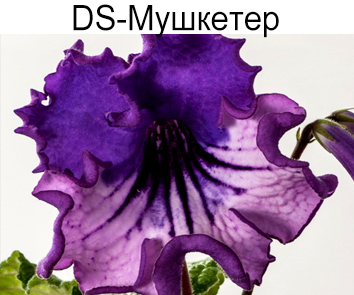 DS-Мушкетер (Диметрис)