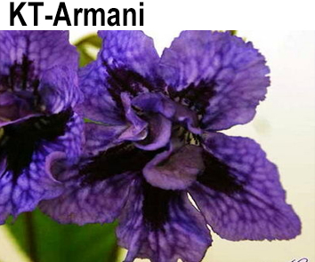 KT-Armani