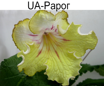 UA-Papor