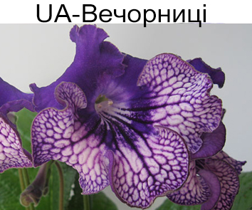 UA-Вечорницi