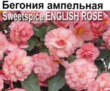 Бегония Sweetspice English Rose амп