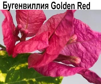 Бугенвиллия Golden Red