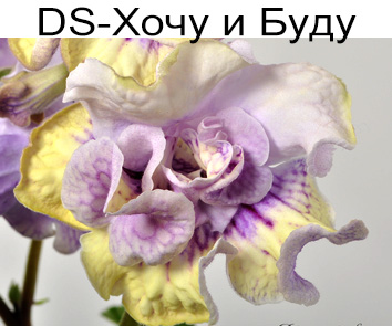DS-Хочу и Буду (Диметрис)