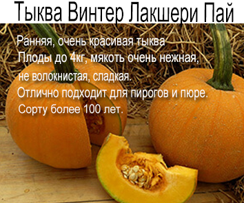 Тыква Винтер Лакшери Пай
