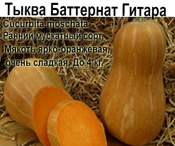 Тыква Баттернат Гитара