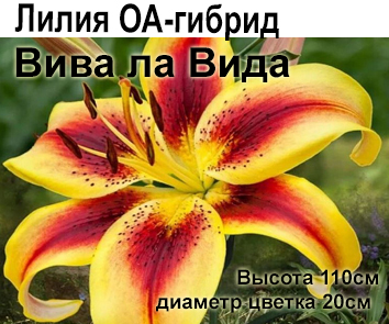 Лилия ОА-гибрид Вива ла Вида