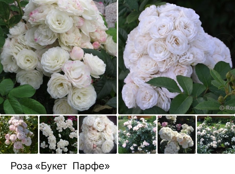 Буке парфе