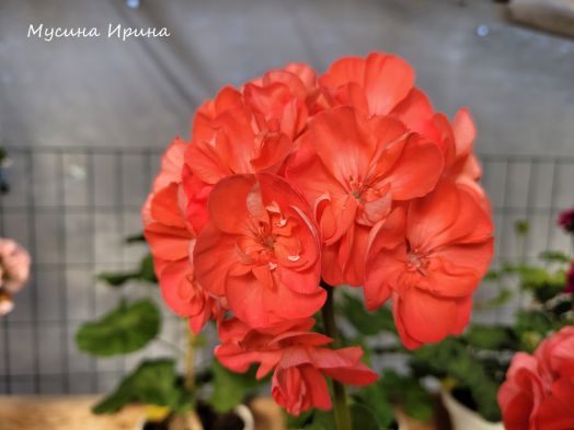 Шёлк Манго № 2459